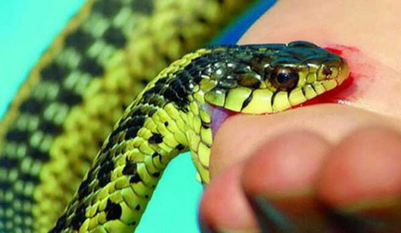 Mơ thấy rắn cắn vào chân điềm báo gì?