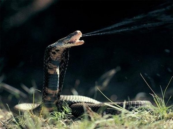 Luận giải tử vi người tuổi Tỵ chủ nhật