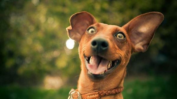 Xem tử vi cho người tuổi Tuất hôm nay