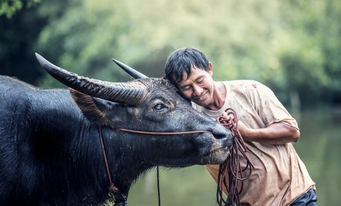 Dự đoán số phận người tuổi Sửu qua tử vi ngày mới