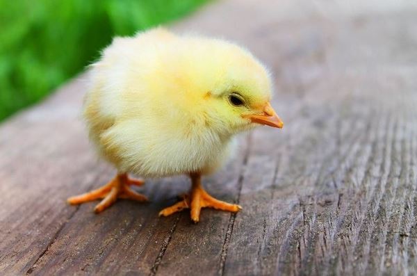 Lá số tử vi chính xác cho tuổi Dậu ngày hôm nay