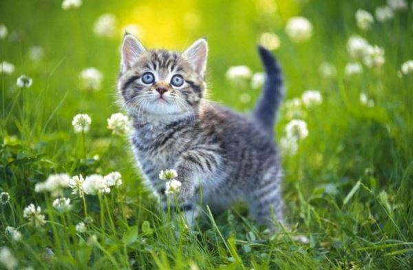 Xem tử vi ngày mới tuổi Mão ngày hôm nay