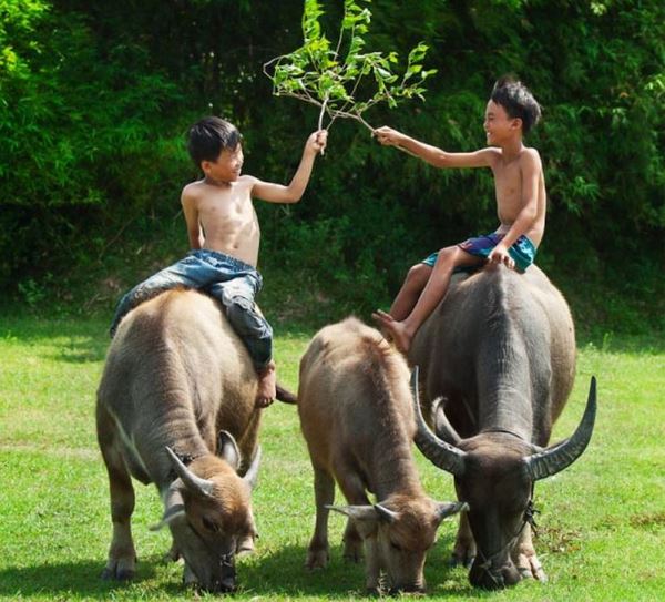 Tuổi Sửu và tử vi ngày hôm nay cho bạn