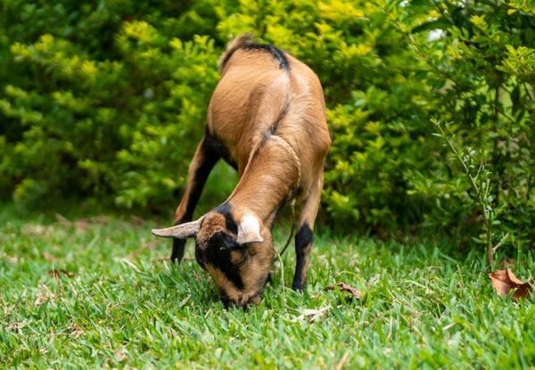 Tuổi Mùi và tử vi đầy đủ hôm nay