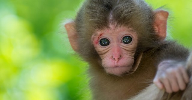 Xem lá số tử vi tuổi Thân ngày hôm nay