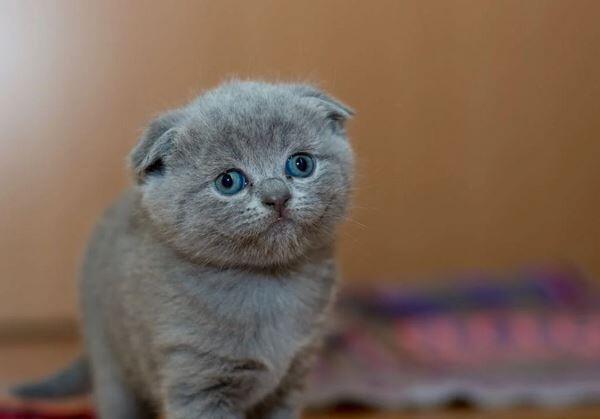 Dự đoán lá số tử vi cho tuổi Mão ngày hôm nay