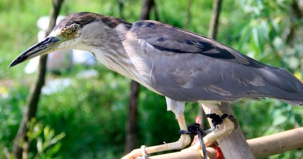 Giải mã giấc mơ thấy đi bẫy chim: Bí mật đằng sau những điềm báo