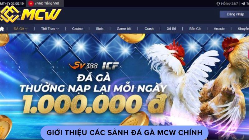 Giới thiệu các sảnh đá gà MCW chính