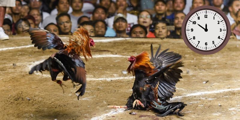 Sự tương quan giữa màu sắc lông và thành tích